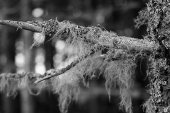 1_acadia-1205-_mg_6033jpg_19367793690_o