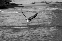 1_mg_2475-ospreyjpg_19549182462_o