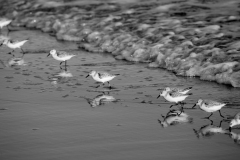 1_rsp-317jpg_19368073788_o