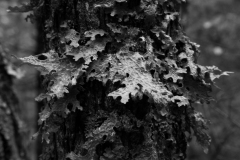 20110528_2011-05-31-bsp_1855jpg_19549352572_o