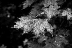 mg_3341-1jpg_19369786439_o